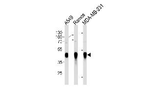 HLA-G Antibody (ABIN1882254 and ABIN2843469) western blot analysis in A549,Ramos,MDA-MB-231 cell line lysates (35 μg/lane).