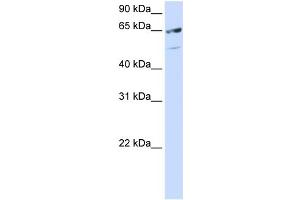 WB Suggested Anti-SFRS11 Antibody Titration: 0. (SRSF11 antibody  (C-Term))