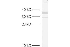 dilution: 1 : 1000, sample: crude synaptosomal fraction of rat brain (P2) (Syntaxin 7 antibody  (Cytoplasmic Domain))