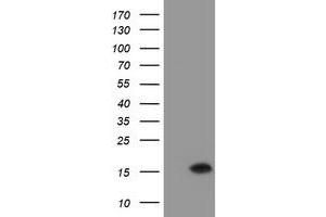 HEK293T cells were transfected with the pCMV6-ENTRY control (Left lane) or pCMV6-ENTRY C20orf30 (Right lane) cDNA for 48 hrs and lysed. (C20orf30 antibody)