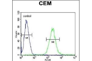 ZN Antibody (Center) (ABIN654509 and ABIN2844236) flow cytometric analysis of CEM cells (right histogram) compared to a negative control cell (left histogram). (ZNF667 antibody  (AA 303-331))