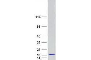 BLOC1S1 Protein (Myc-DYKDDDDK Tag)