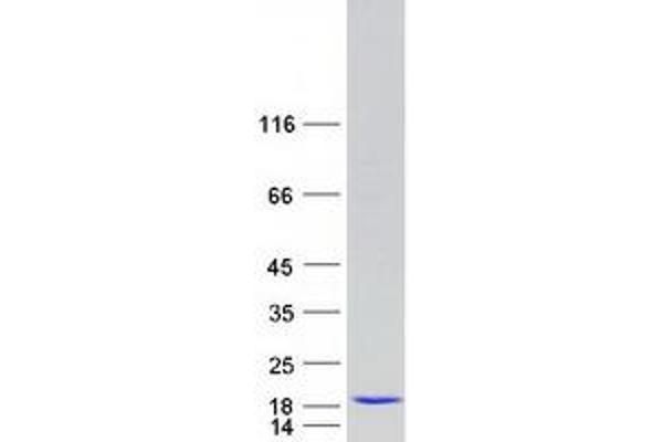 BLOC1S1 Protein (Myc-DYKDDDDK Tag)