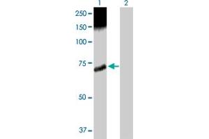 Western Blot analysis of CAMKK2 expression in transfected 293T cell line by CAMKK2 MaxPab polyclonal antibody. (CAMKK2 antibody  (AA 1-541))