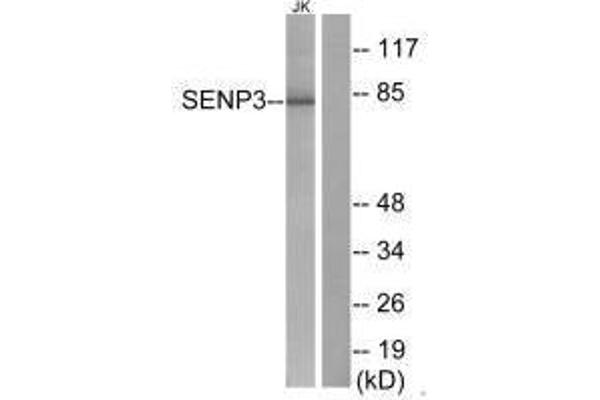 SENP3 antibody