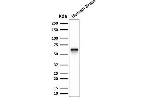 GPN1 antibody