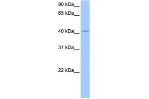 PAIP1 antibody used at 0.
