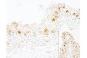 Immunohistochemistry (IHC) image for anti-Golgi Brefeldin A Resistant Guanine Nucleotide Exchange Factor 1 (GBF1) (AA 1809-1859) antibody (ABIN7448578)