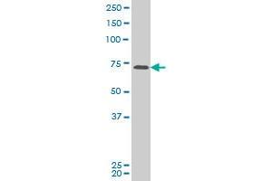 PASD1 antibody  (AA 1-100)