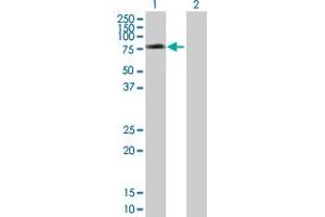 Western Blot analysis of SNX1 expression in transfected 293T cell line by SNX1 MaxPab polyclonal antibody.