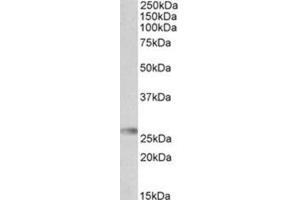 AP31719PU-N HLA-DQA2 antibody staining of Human Bone Marrow lysate at 0. (HLA-DQA2 antibody  (Internal Region))