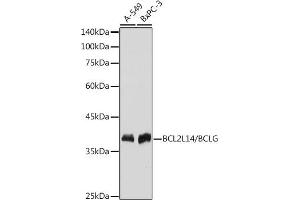 Western blot analysis of extracts of various cell lines, using BCL2L14/BCL2L14/BCLG antibody (ABIN7265865) at 1:1000 dilution. (BCL2L14 antibody)
