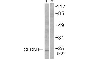 Western blot analysis of extracts from HeLa cells, using Claudin 1 antibody (#C0142).