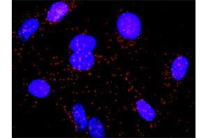 Proximity Ligation Analysis of protein-protein interactions between LCK and CD55. (CD55 antibody  (AA 35-134))