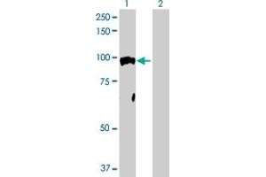 Western Blot analysis of NR3C1 expression in transfected 293T cell line by NR3C1 MaxPab polyclonal antibody. (Glucocorticoid Receptor antibody  (AA 1-777))