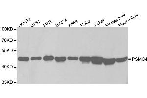Western blot analysis of extracts of various cell lines, using PSMC4 antibody (ABIN5971339) at 1/1000 dilution. (PSMC4 antibody)