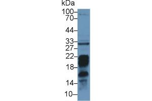 Western Blot; Sample: Mouse Liver lysate; Primary Ab: 1µg/ml Rabbit Anti-Mouse PDCD1LG2 Antibody Second Ab: 0. (PDCD1LG2 antibody  (AA 36-219))