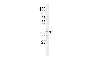 SRD5A2 Antibody (Center) (ABIN651742 and ABIN2840383) western blot analysis in mouse kidney tissue lysates (15 μg/lane). (SRD5A2 antibody  (AA 153-182))