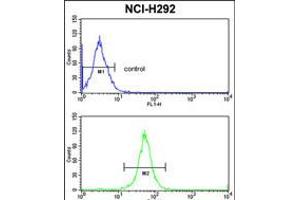 Flow cytometric analysis of NCI-H292 cells (bottom histogram) compared to a negative control cell (top histogram). (XPOT antibody  (C-Term))