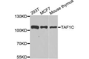 Western blot analysis of extracts of various cell lines, using TAF1C antibody (ABIN5974089) at 1/1000 dilution. (TAF1C antibody)