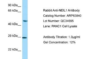 Western Blotting (WB) image for anti-Endonuclease VIII-Like 1 (NEIL1) (C-Term) antibody (ABIN2789640) (NEIL1 antibody  (C-Term))