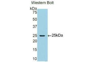 Western Blotting (WB) image for anti-alpha 1 Microglobulin/bikunin precursor (AMBP) (AA 22-203) antibody (ABIN1077774) (AMBP antibody  (AA 22-203))