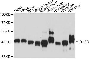 Western blot analysis of extracts of various cell lines, using IDH3B antibody.