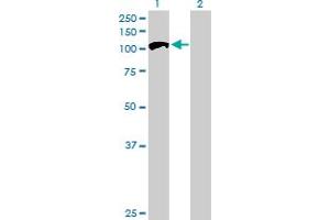 Western Blot analysis of RABGAP1 expression in transfected 293T cell line by RABGAP1 MaxPab polyclonal antibody. (RABGAP1 antibody  (AA 1-997))