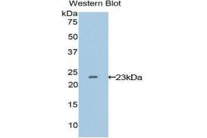 Western Blotting (WB) image for anti-Vascular Endothelial Growth Factor B (VEGFB) (AA 22-207) antibody (ABIN1078649) (VEGFB antibody  (AA 22-207))