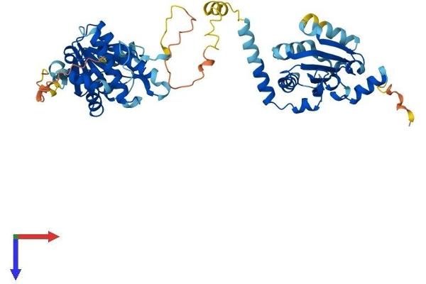 GDAP2 Protein (AA 1-497) (His tag)