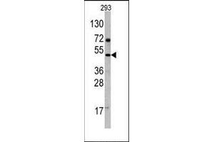 Western blot analysis of anti-VEGF4 Antibody (C-term) Pab in 293 cell line lysates. (VEGFD antibody  (C-Term))