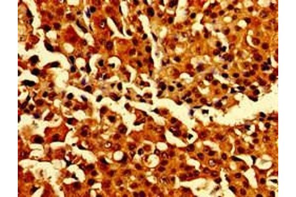 CARD14 antibody  (AA 249-523)