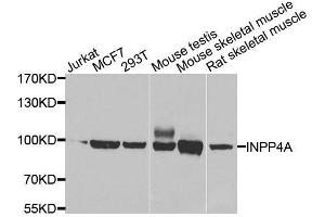 Western blot analysis of extracts of various cell lines, using INPP4A antibody. (INPP4A antibody  (AA 1-250))