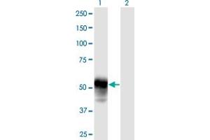 Western Blot analysis of ESAM expression in transfected 293T cell line by ESAM MaxPab polyclonal antibody. (ESAM antibody  (AA 1-390))