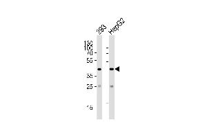 Western blot analysis of lysates from 293, HepG2 cell line (from left to right), using SIRT3 Antibody (C-term) (ABIN390178 and ABIN2840669). (SIRT3 antibody  (C-Term))