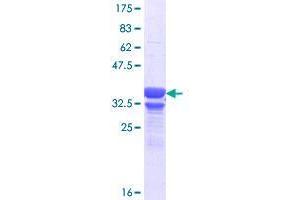 GPR158 Protein (AA 23-131) (GST tag)