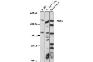 Western blot analysis of extracts of various cell lines, using  antibody (ABIN7265799) at 1:1000 dilution. (Axin antibody  (AA 1-351))