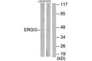 Western blot analysis of extracts from LOVO/NIH-3T3 cells, using ERGI3 Antibody. (ERGIC3 antibody  (AA 321-370))