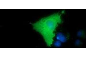 Anti-MICAL1 mouse monoclonal antibody (ABIN2453294) immunofluorescent staining of COS7 cells transiently transfected by pCMV6-ENTRY MICAL1 (RC208308). (MICAL1 antibody)