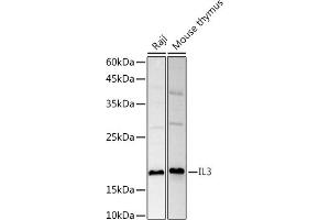 Western blot analysis of extracts of various cell lines, using IL3 antibody (ABIN6133013, ABIN6142378, ABIN6142379 and ABIN6221321) at 1:1000 dilution.