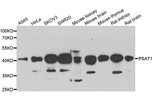 Western blot analysis of extracts of various cell lines, using PSAT1 antibody (ABIN5974050) at 1/1000 dilution. (PSAT1 antibody)