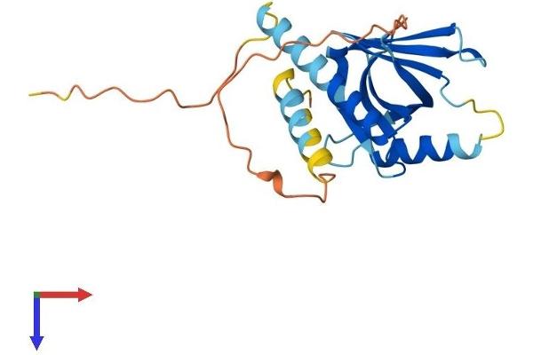PID1 Protein (AA 1-217) (His tag)