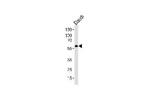 Western blot analysis of lysate from Daudi cell line, using CHRNA9 Antibody (N-term) (ABIN1944733 and ABIN2838559). (CHRNA9 antibody  (N-Term))