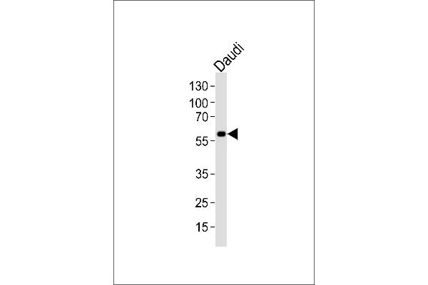 CHRNA9 antibody  (N-Term)