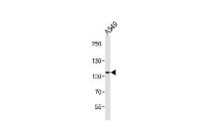 Western blot analysis of lysate from A549 cell line, using COG1 Antibody (C-term) (ABIN6242789 and ABIN6577891).