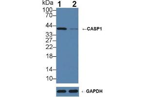 Knockout Varification: ;Lane 1: Wild-type Raji cell lysate; ;Lane 2: CASP1 knockout Raji cell lysate; ;Predicted MW: 10,30,35,43,45kDa ;Observed MW: 42kDa;Primary Ab: 5µg/ml Rabbit Anti-Porcine CASP1 Antibody;Second Ab: 0. (Caspase 1 antibody  (AA 120-297))