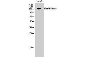 Western Blotting (WB) image for anti-MerTK/Tyro3 (MerTK/Tyro3) (Ser1181) antibody (ABIN3180727) (MerTK/Tyro3 antibody  (Ser1181))