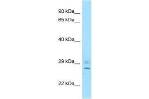 Host: Rabbit Target Name: Cnot8 Antibody Dilution: 1. (CNOT8 antibody  (C-Term))