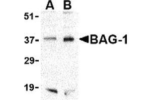 Western Blotting (WB) image for anti-BCL2-Associated Athanogene (BAG1) (C-Term) antibody (ABIN1030281) (BAG1 antibody  (C-Term))