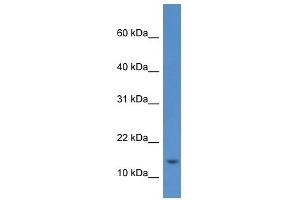 Western Blot showing HIST1H2AE antibody used at a concentration of 1 ug/ml against RPMI-8226 Cell Lysate (HIST1H2AE antibody  (Middle Region))